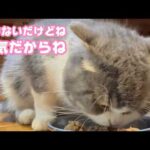 出番ないんだけどね  オデ元気だからね  トトは9歳になりました  2026 04 11 2(YouTube)