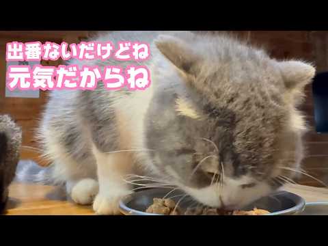 出番ないんだけどね  オデ元気だからね  トトは9歳になりました  2026 04 11 2(YouTube)