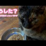 どうした？ 昨日まで元気だったんですが  ハナ  2026 04 03 1(YouTube)