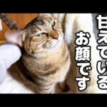 お姉ちゃんに突然甘えん坊になり部屋に入ってくる飼い主についていく猫が可愛くて癒されます(YouTube)