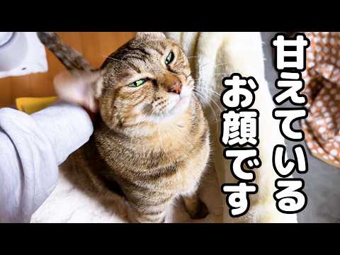 お姉ちゃんに突然甘えん坊になり部屋に入ってくる飼い主についていく猫が可愛くて癒されます(YouTube)