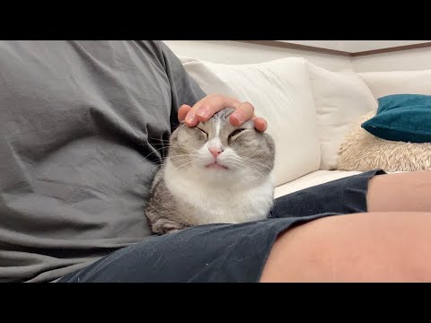 いつもと違う変な撫で方されたときの猫の反応が可愛すぎましたwww(YouTube)