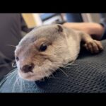 子供に年上の余裕を見せるカワウソ An otter showing its child the composure of an elder(YouTube)