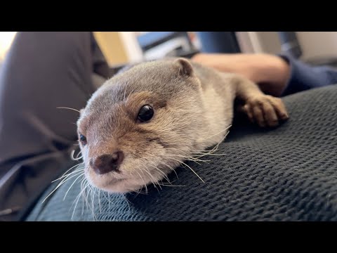 子供に年上の余裕を見せるカワウソ An otter showing its child the composure of an elder(YouTube)
