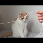 ベッドでのイタズラが発覚して問い詰められた猫がこうなっちゃいました…(YouTube)