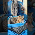 箱にスッポリとおさまるキジトラ猫ちゃん #猫 #ねこ #cat(YouTube)