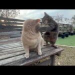 優しい猫を怒らせてからの～左フック！(YouTube)