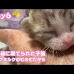 ゴミ箱に棄てられた子猫  Day6  みるくのむのむにゃぁ  元気です 2026 04 21 2(YouTube)