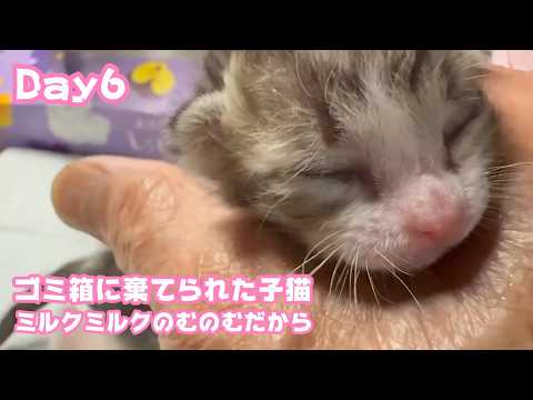 ゴミ箱に棄てられた子猫  Day6  みるくのむのむにゃぁ  元気です 2026 04 21 2(YouTube)