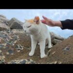 海の岩場からおかっぱ頭の茶シロ猫ちゃんがモフられに出てきてくれた(YouTube)