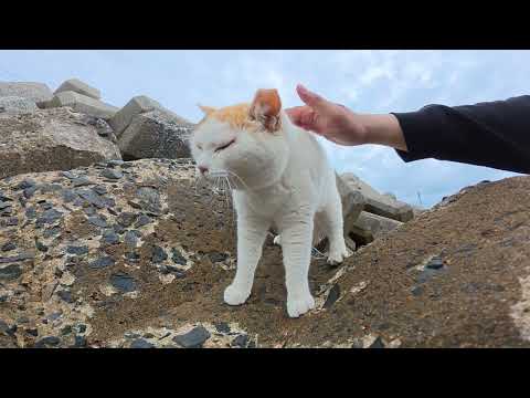 海の岩場からおかっぱ頭の茶シロ猫ちゃんがモフられに出てきてくれた(YouTube)