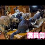 満員御礼 今朝も元気にネコヤギ食堂開店しま～す  2026 04 16 1(YouTube)
