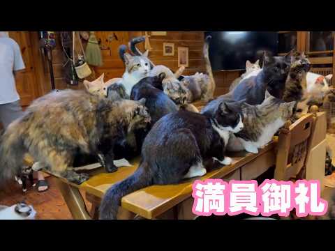 満員御礼 今朝も元気にネコヤギ食堂開店しま～す  2026 04 16 1(YouTube)