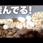 蛇を交尾させたら大量の卵を生産みました(YouTube)
