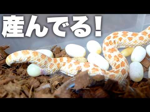 蛇を交尾させたら大量の卵を生産みました(YouTube)