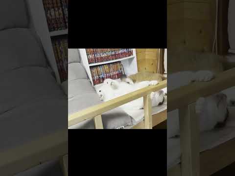 はしゃぎ過ぎました(YouTube)