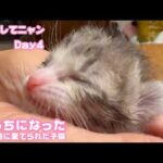 ゴミ箱に棄てられた子猫はぼっちになってしまいました  応援してね  Day4  2026 04 19 2(YouTube)