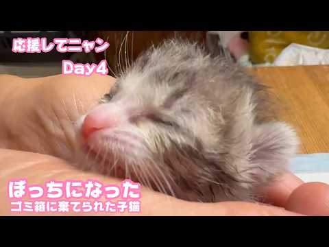 ゴミ箱に棄てられた子猫はぼっちになってしまいました  応援してね  Day4  2026 04 19 2(YouTube)