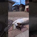 駆け寄ってきて目の前でゴロンゴロン寝転がる猫(YouTube)