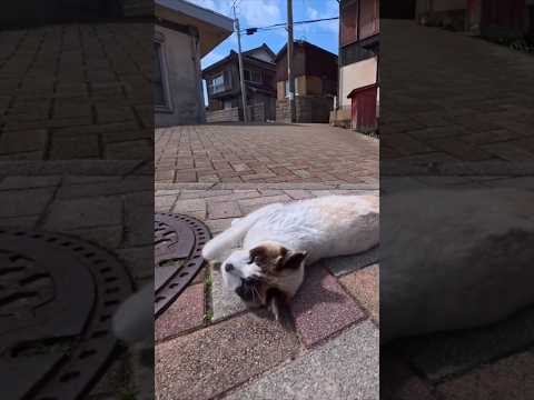 駆け寄ってきて目の前でゴロンゴロン寝転がる猫(YouTube)