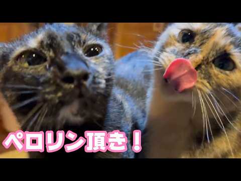 ペロリン頂きました！ エイプリルフールですよ   2026 04 01 1(YouTube)