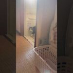 これ、かわいいやつやん(YouTube)