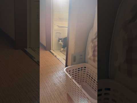 これ、かわいいやつやん(YouTube)