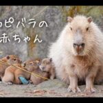 元旦にカピバラの赤ちゃんが産まれました！一生懸命に生きる４頭の成長記録。(YouTube)