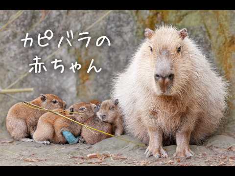 元旦にカピバラの赤ちゃんが産まれました！一生懸命に生きる４頭の成長記録。(YouTube)