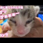 目がっ目がぁぁぁ～  ゴミ箱に棄てられた子猫 Day9 2026 04 24 2(YouTube)