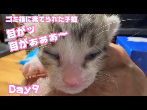 目がっ目がぁぁぁ～  ゴミ箱に棄てられた子猫 Day9 2026 04 24 2(YouTube)