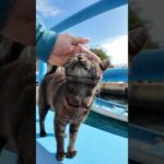 猫島に着いてフェリーを降りると猫が桟橋まで出迎えに来てくれた(YouTube)
