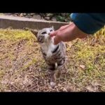 遠くから見てた猫たち…座った瞬間、じわじわ包囲される幸せすぎる瞬間(YouTube)
