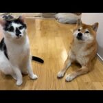 柴犬ハチ家の近況や相談事について【コメント大歓迎】(YouTube)