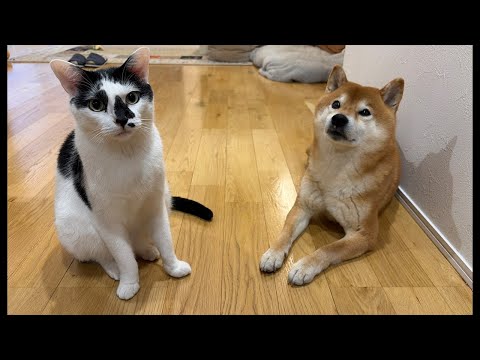 柴犬ハチ家の近況や相談事について【コメント大歓迎】(YouTube)