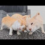 可愛い茶シロ猫をモフっていたら親衛隊のクリーム猫が攻撃してきた(YouTube)