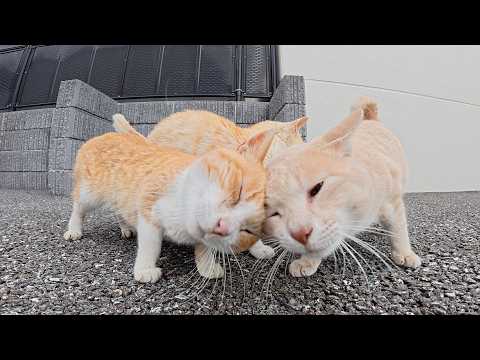 可愛い茶シロ猫をモフっていたら親衛隊のクリーム猫が攻撃してきた(YouTube)