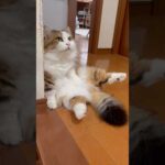 よし、通ってエエよ(YouTube)