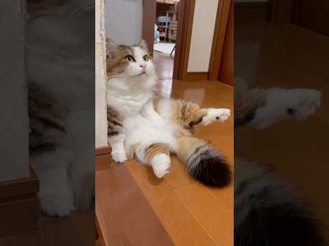 よし、通ってエエよ(YouTube)