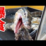 2.3mのオオトカゲの食欲が爆発して1番危ないです、笑(YouTube)