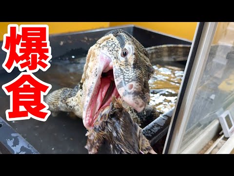 2.3mのオオトカゲの食欲が爆発して1番危ないです、笑(YouTube)