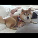 パパの異変を察した柴犬は、大好きな散歩を拒否しました。(YouTube)