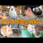【GW前必見】PAWをもっと楽しめる！動物たちの名前や性格を全員紹介してみた！(YouTube)