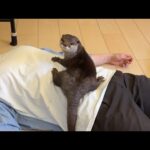 無抵抗の飼い主相手にカワウソは何をしてくるか！？ What will an otter do to its defenseless owner!?(YouTube)