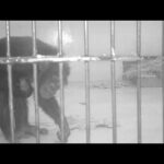 チンパンジーの子どもの授乳：多摩動物公園（ズーネット記事：2022年07月04日投稿）(YouTube)