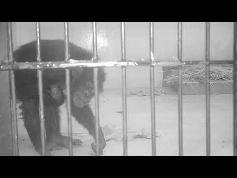 チンパンジーの子どもの授乳：多摩動物公園（ズーネット記事：2022年07月04日投稿）(YouTube)