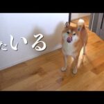 毎回トイレの前で待つ柴犬、理由が可愛すぎるw w(YouTube)