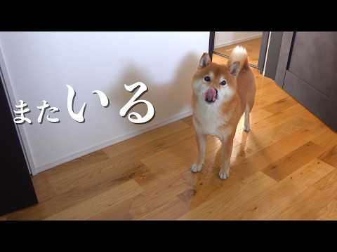 毎回トイレの前で待つ柴犬、理由が可愛すぎるw w(YouTube)