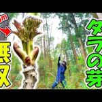 【夢の高木タラの芽無双】見上げるしかなかった5ｍ級の最高峰が目の前に🌱「ドラキチ棒」は山菜取りでも大活躍(YouTube)