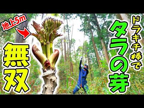 【夢の高木タラの芽無双】見上げるしかなかった5ｍ級の最高峰が目の前に🌱「ドラキチ棒」は山菜取りでも大活躍(YouTube)